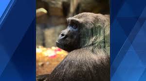 Image result for Ozoroa homblei