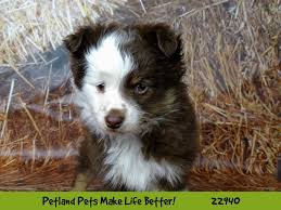 Here are a few more things to know about australian shepherd puppies Mini Australian Shepherd Dog Male Red Merle 2612471 Petland Pets Puppies Chicago Illinois