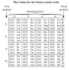 How Does 64 Codons Code For 20 Amino Acid I Mean It Is Given