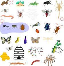 Insects are a class of invertebrates and belong to a large group of the animal kingdom called arthropods. List Of Bug Books And Web Sites April Activities Science Activities Help Teaching
