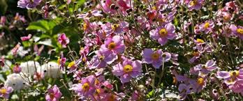 Landhaus irmgard ⭐ , germany, braunlage, gartenstraße 8: Landhausgarten Anlegen Welche Pflanzen Und Blumen Soll Man Wahlen