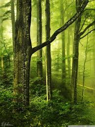 greenery mobile wallpapers wallpaper cave greenery mobile wallpapers wallpaper cave