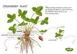 Gunakan cara ini pokok pisang tumbuh subur. Cara Tanam Strawberry Desainrumahid Com