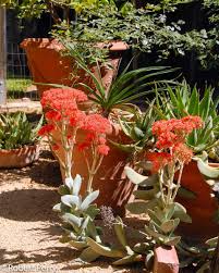 Image result for Crassula perfoliata
