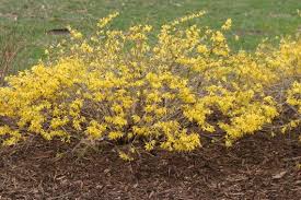Gold Tide Forsythia Plants Dwarf Powell Gardens Plants Garden