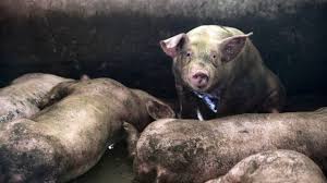 非洲豬瘟疫區。 目前廣東省未有其他疫情報告。 8月起，中國大陸多地出現「非洲豬瘟」 （african swine fever, asf）疫情. éžæ´²è±¬ç˜Ÿ é¦–ç¾ä¸­åœ‹å½±éŸ¿å¹¾ä½• Bbc News ä¸­æ–‡