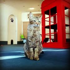 Cafetería ofrece a clientes acariciar, jugar y adoptar a gatos