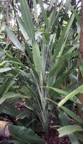 Image result for Dracaena aubryana