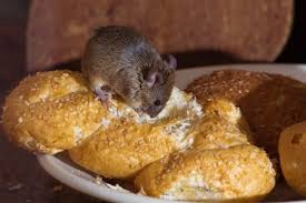 We are providing residential and commercial pest control services in thane, mumbai at an affordable cost. Mice Exterminator Walpole Ma Rodents D T Pest Control