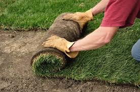 Maybe you would like to learn more about one of these? Sod Installation Delea Sod Farms