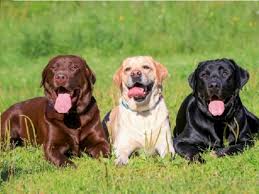 Find 191 labrador retrievers for sale on freeads pets uk. Labrador Retriever Puppies For Sale Near You