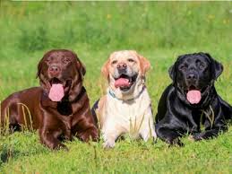 Maybe you would like to learn more about one of these? Labrador Retriever Puppies And Dogs For Sale In Indiana