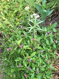 Image result for Coleotrype laurentii