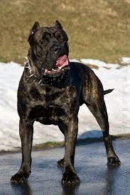 We did not find results for: Colour Of Presa Canario Part 1 Rey Gladiador World Class Presa Canario Breeder