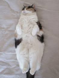 Pin On Pretty Kitties