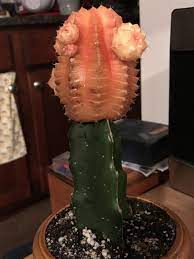 Jim threw just two punches, and jack was cactus. Ask A Question Forum Moon Cactus Losing Color Garden Org