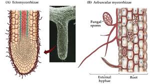 Mutualism And Commensalism Mutualism Commensalism Fungal Spore