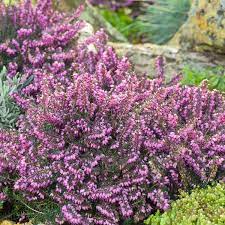 Erica Kramers Rote Growing Food Plants Garden Design