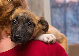 At richmond hill animal hospital we are concerned not only with your pets health but also yours. Emergency Resources For Feeding Caring For Pets And Strays Chpn