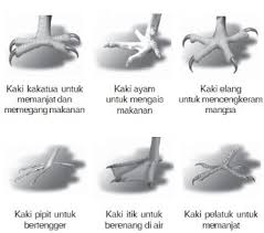 Contoh Adaptasi Morfologi Pada Hewan Adaptasi Jenis Belajar