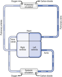 The Pulmonary Circulation Bringing Blood And Gas Together