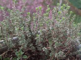 Plantation du thym en pot. Le Thym Commun Mon Balcon Jardin
