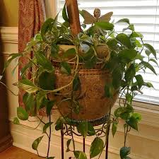 It's a relatively easy process that involves rooting the cutting in a medium before repotting the new growth. How To Make Eggshell Water For Houseplants