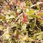Image result for Tapinanthus constrictiflorus