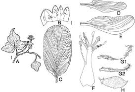 Image result for Dolichos sericeus