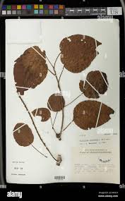 Image result for Alchornea cordifolia