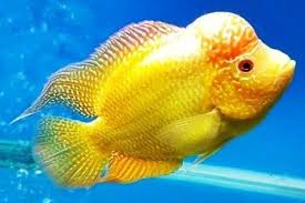 Check spelling or type a new query. 10 Jenis Dan Harga Ikan Louhan Terbaru Agustus 2021