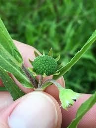 Image result for Eclipta prostrata