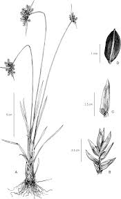 Image result for Cyperus mapanioides