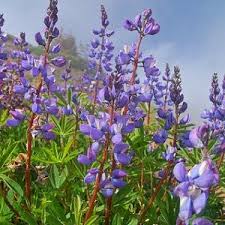 Image result for Lupinus mexicanus