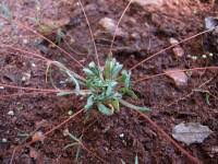 Image result for Hypertelis cerviana