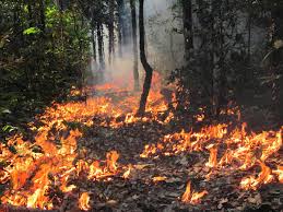 Image result for agosto 19 arden cientos de hectareas en el amazonas