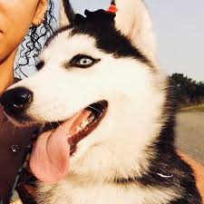 Canil De Husky Siberiano Em Ribeirao Preto Meus Belissimos Netinhos Canil Husky Sunshine Facebook