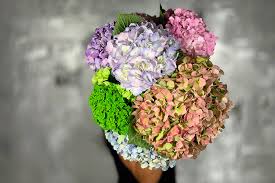 Meaning of the hydrangea flower. What Is The Meaning Of The Hydrangeas