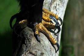 See a recent post on tumblr from @pixiepatronus2236 about ravenclaw. When Is A Raven Like An Eagle When It S On The Ravenclaw House Crest Science Fiction Fantasy Stack Exchange