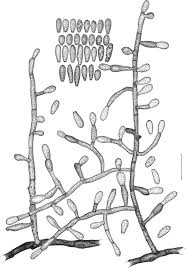 Image result for Ottelia kunenensis