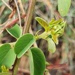 Image result for Helinus