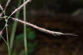 Image result for Dichanthium annulatum
