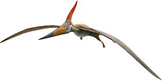 Pterosaur: Pteranodon longiceps | AMNH