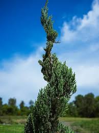 Image result for spiral cut juniper trees