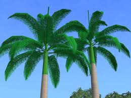 Image result for Roystonea oleracea