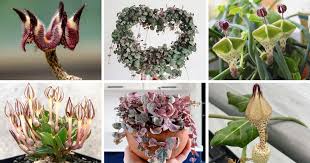 Image result for Ceropegia burchelliana