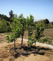Maybe you would like to learn more about one of these? Multi Planting Dave Wilson Nursery Plants Fruit Garden Fruit Trees