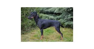 Image result for jagdteriér