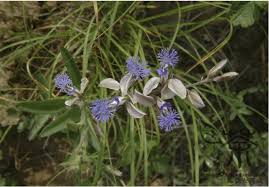 Image result for Polygala senensis