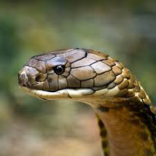 Like other elapidae species, the rinkhals isn't a true cobra species (genus naja). Cobras Dreadful Snakes Dinoanimals Com